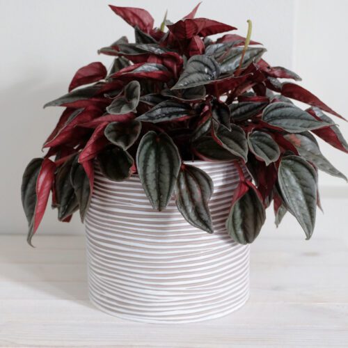 Luonnonvalkoinen kukkaruukku raidallinen