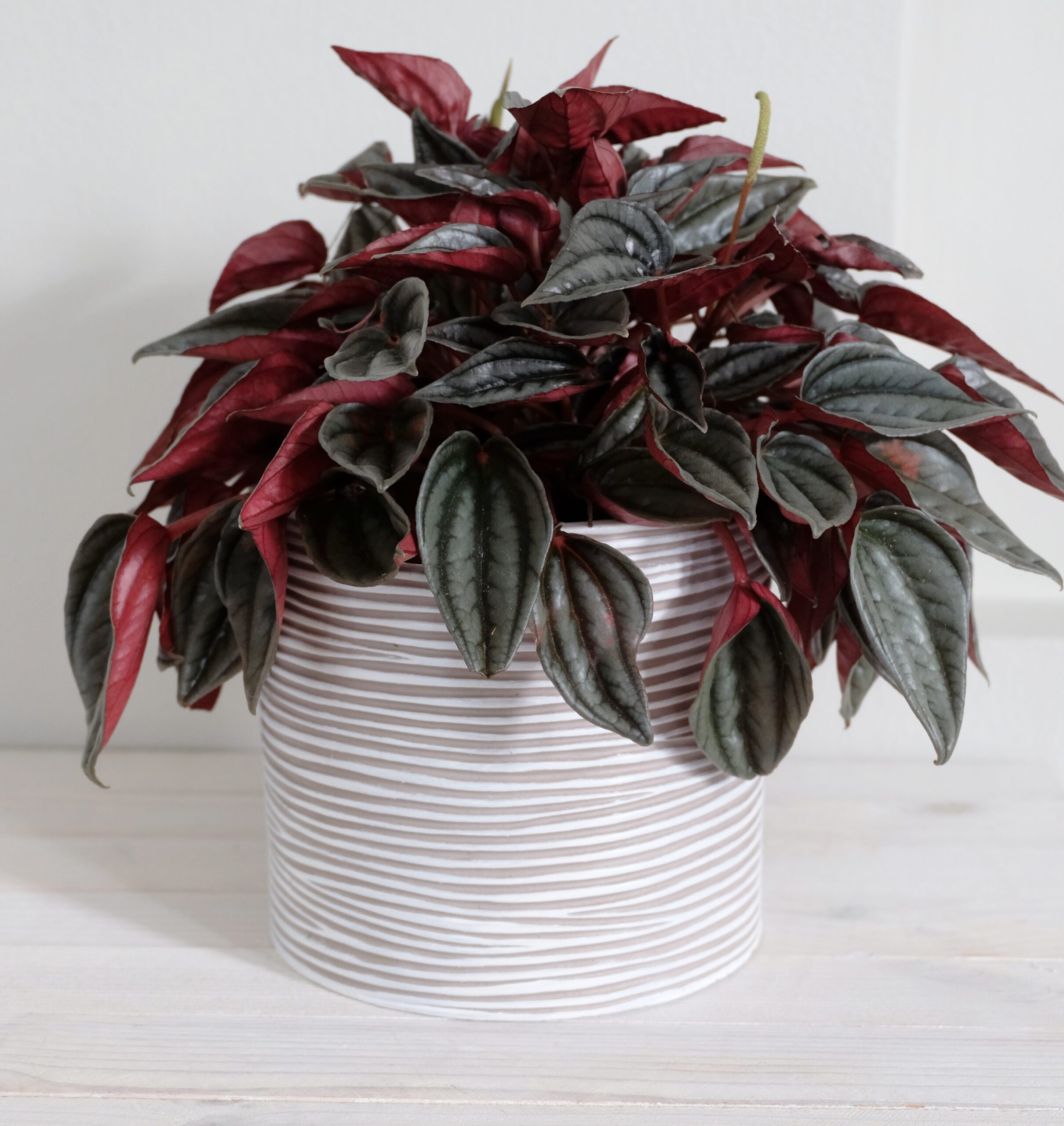 Luonnonvalkoinen kukkaruukku raidallinen