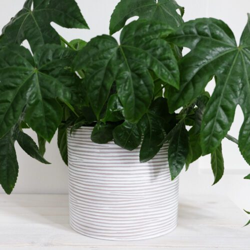 Vaalea raidallinen kukkaruukku