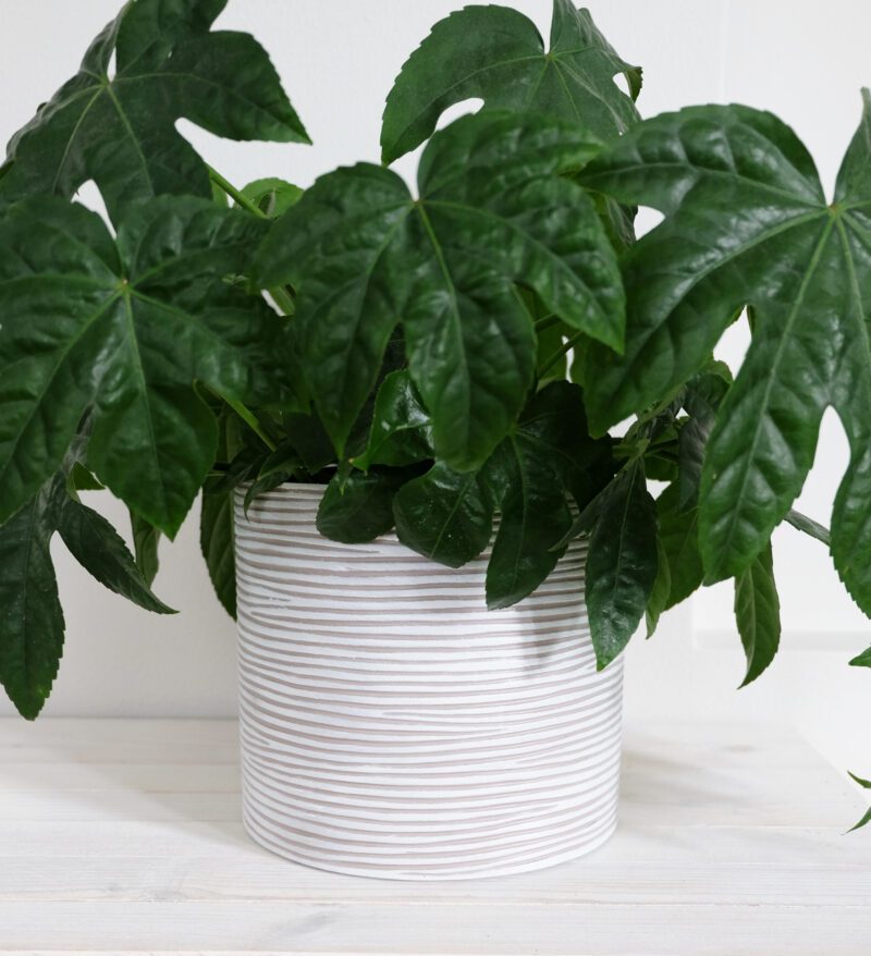 Vaalea raidallinen kukkaruukku