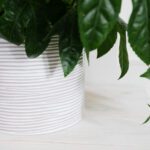 Luonnonvalkoinen kukkaruukku raidallinen